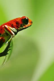 Seeing in Colour