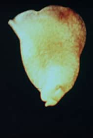 Acera, or the Witches' Dance