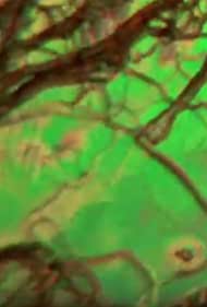 Liquid Crystals