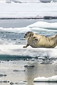 In the Grip of the Seasons (Arctic)